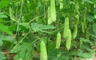 苦瓜的整枝打叉方法，把枝蔓顶端的叶梢剪除可促进侧枝生长