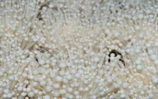 怎么防治金针菇黑斑病，关键是控制好适宜的温度和湿度