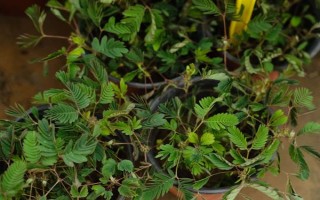 含羞草的水培方法，选择无病虫害的小苗水培