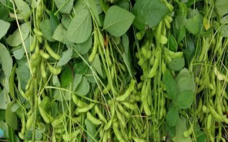 濮豆206大豆种子介绍，中上等肥力