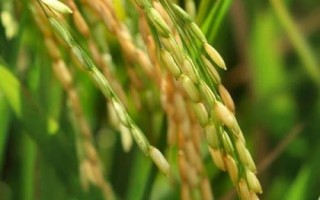 B1优五山丝苗水稻种子特点,中抗稻瘟病