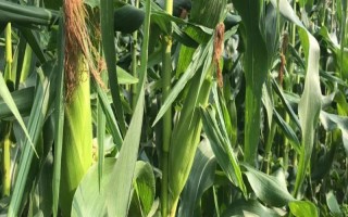 金梁199玉米种子介绍，4月下旬至5月上旬播种