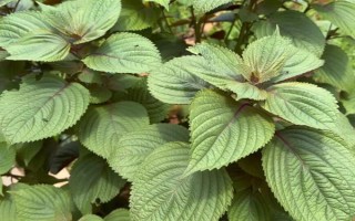 苏子的产地，在我国主产于安徽、湖南、台湾等省份