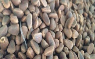 红松育苗前怎么处理种子,浸泡后可掺入湿沙中摊晒