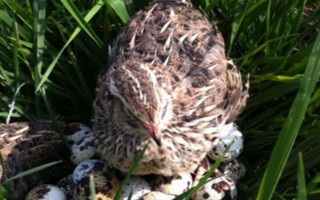 鹌鹑的孵化天数，孵化天数需要16-17天