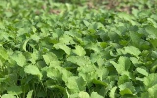 下雨天为什么不能种油菜，原因是土壤中的水分过多、油菜的根系容易缺氧