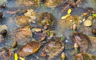甲鱼的养殖方法，日常巡查工作很重要