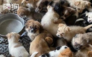土狗和肉狗的区别,外形、养殖方法和精肉率均不同