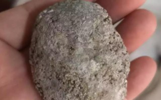 什么是鸡宝，指的是病变卵泡