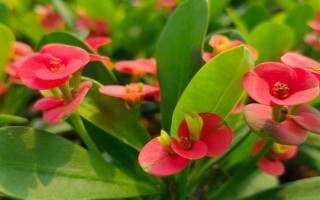 有毒不能触碰的盆栽有哪些，虎刺梅、水仙花等品种不能接触