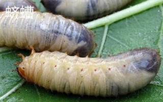 有哪些常见害虫,包括棉铃虫、豆荚螟、蛴螬等种类