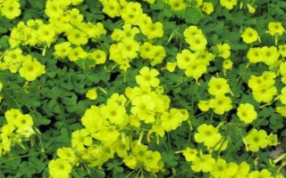 四季酢浆草的种类，主要有以下5种