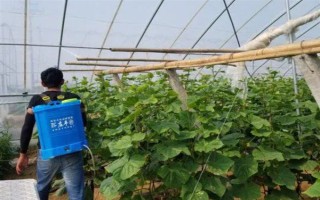 氟硅唑有什么作用，可防治梨黑星病、蔬菜白粉病等病害