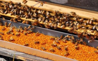 蜜蜂出勤不积极的原因，可能是群势太弱或蜂王太老等