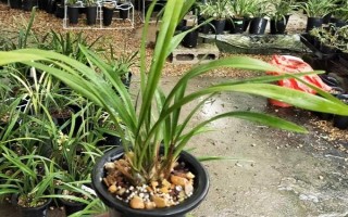 建兰的养殖方法，将环境的温度控制在23℃左右