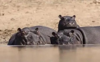 河马可以在陆地上生活吗，河马可以在陆地上生活