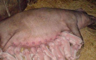 如何判断母猪流出的是不是胎粪，胎粪的颜色通常呈黑绿色