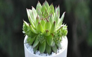 观音莲能秋天换盆吗,可以在秋季进行