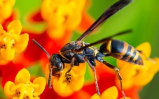 什么情况下马蜂会蛰人，蜂巢和领地受到侵犯时会主动攻击