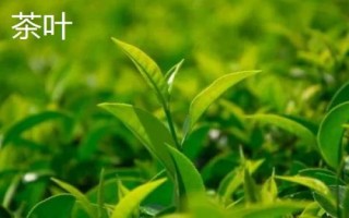 四川省营山县的特产,油豆腐、咂酒、酸辣豆花很有名