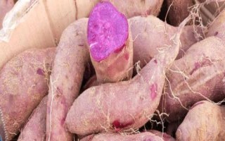 紫地瓜是什么植物，是一年生草本植物