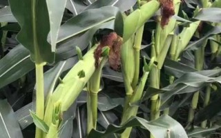 大泽806玉米种简介，4月下旬至5月上旬播种