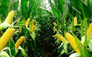 青卓688玉米种子特征特性，注意防治玉米螟