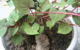 种植何首乌的前景怎么样,目前来看前景可观