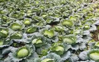 种植包菜的成本与利润，一亩地需投入2000元左右