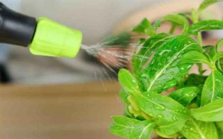 滴水观音的养殖方法，适合生长在湿润的环境中