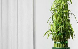 盆栽富贵竹有哪些注意事项，冬季要减少或停止浇水