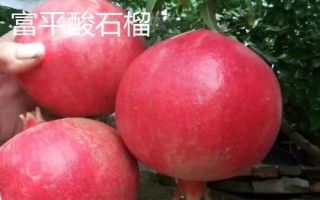 策勒酸石榴的产地,主产于新疆策勒县