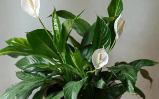 绿巨人和白掌的区别是什么，株高、枝叶和花朵均不同