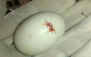 鹅蛋啄壳后要人工剥开吗，要根据情况决定是否进行人工助产