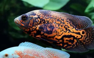 地图鱼不爱游的原因,可能是气温低或患病了