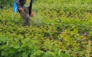 葡萄毛毡病的发生特点，叶片上会出现苍白色病斑