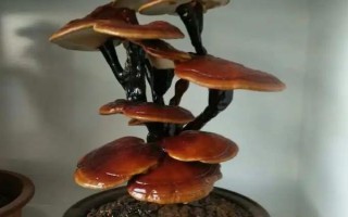 盆栽灵芝怎么浇水,根据生长阶段调整浇水