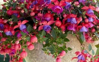 倒挂金钟的修剪方法，根据株高采取不同的修剪措施