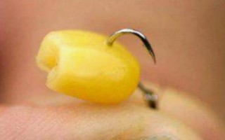 钓草鱼要用什么东西泡制玉米粒,可用蜂蜜、高度曲酒进行泡制