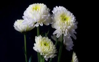 哪些花卉代表思念已故的亲人，常见菊花、康乃馨、白百合等品种