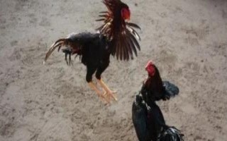 智利斗鸡什么时间养殖好,秋季养殖为佳
