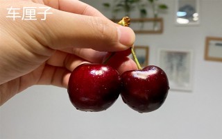 农村种什么东西有高收益,车厘子、香椿、藜麦等作物值得考虑