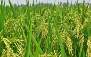 福兴优臻占水稻品种的特性,一般6月上旬~7月上旬播种