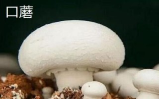 南方适合种哪些水果,海南省和云南省适合种植榴莲