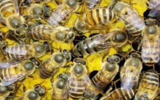 哪些蜜蜂产出的蜂蜜品质最好，包括中蜂、意蜂、黑蜂等品种