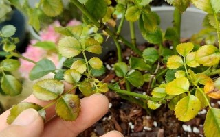 月季僵苗不长怎么处理，需要为其做好控温措施