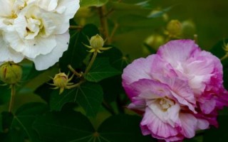 芙蓉花变色原因，可能是受到温度、土壤、光照等因素的影响