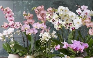 有毒不能触碰的盆栽有哪些，虎刺梅、水仙花等品种不能接触