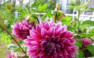 大丽花是不是天麻的一种，二者不是同类别的植物