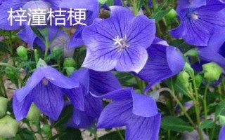 四川梓潼县的特产，梓潼酥饼、梓潼片粉、梓潼镶碗被称为“梓潼三绝”